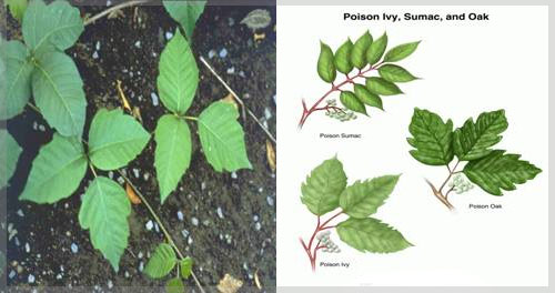 poison ivy vines on trees. Poison Ivy is a perennial