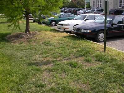 Spring Lawn Fertilizer on Grub Fungus Control Lawn Care Irrigation On Li Alternative Earth